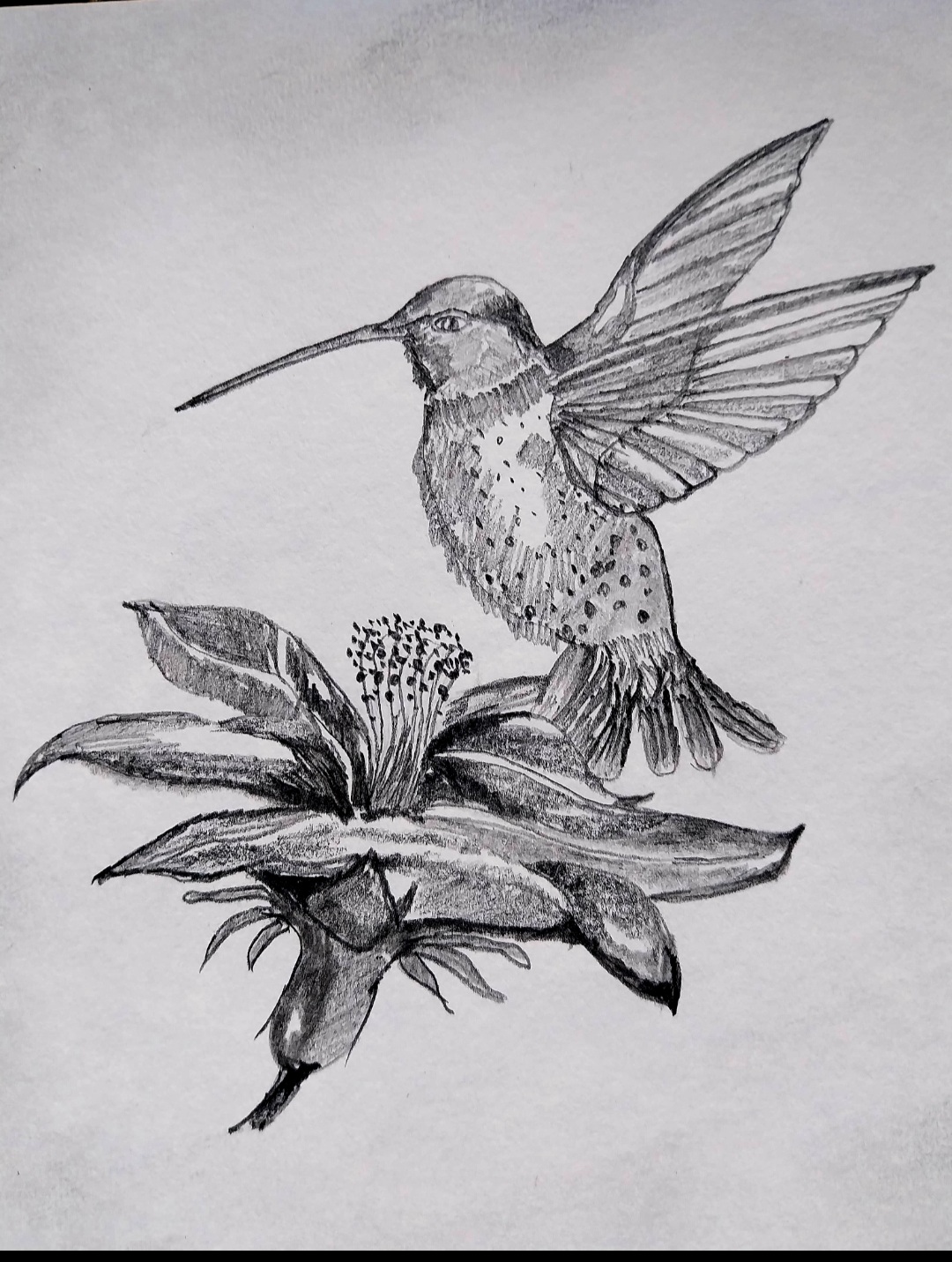 Another view of Hummingbird — Between Petals